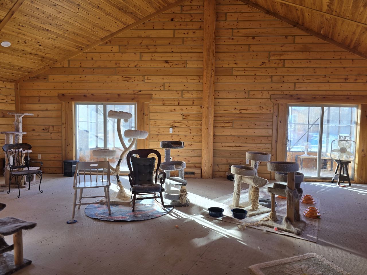 A bright cedar-paneled cat room lined with cat trees, scratching posts, and feeding stations